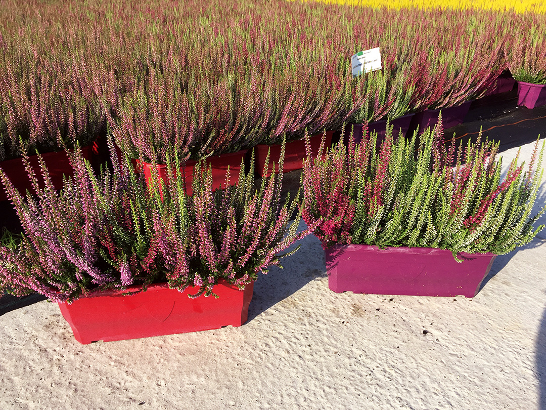 Calluna Trio