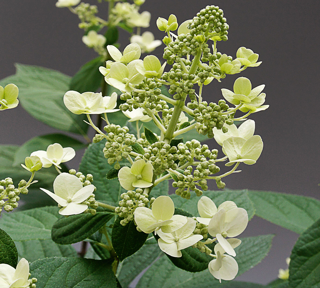Hydrangea paniculata Bobo<sup>®</sup>