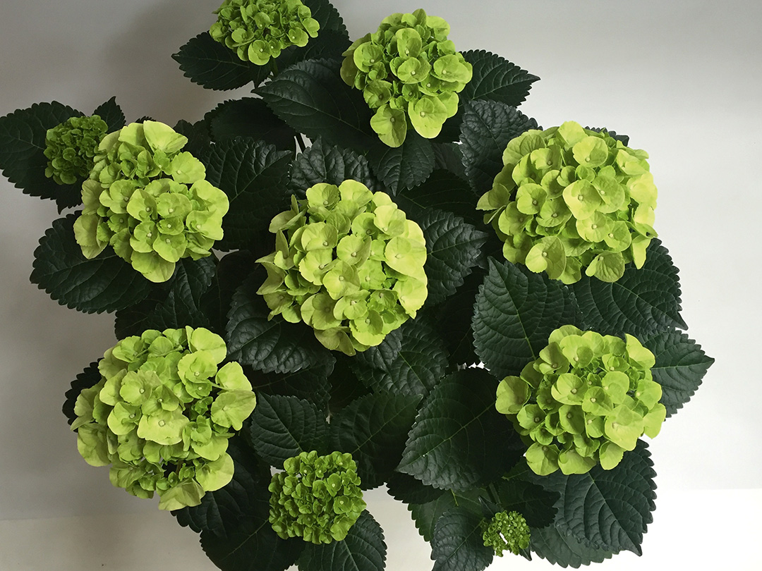 Hortensia Caipirinha