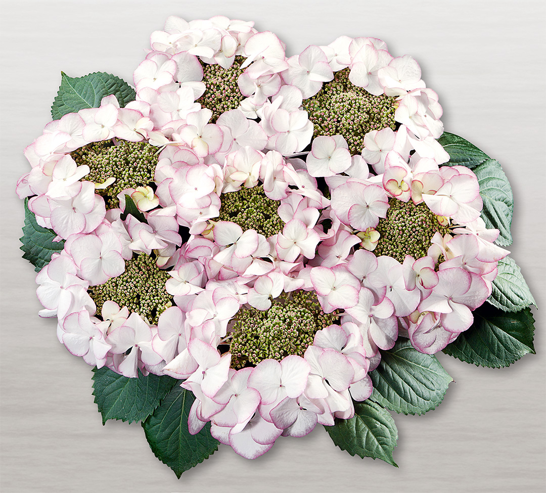 Hortensia Charm