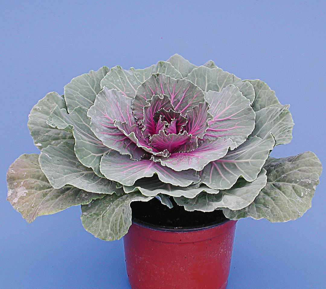 Brassica oleracea frisé ou lisse