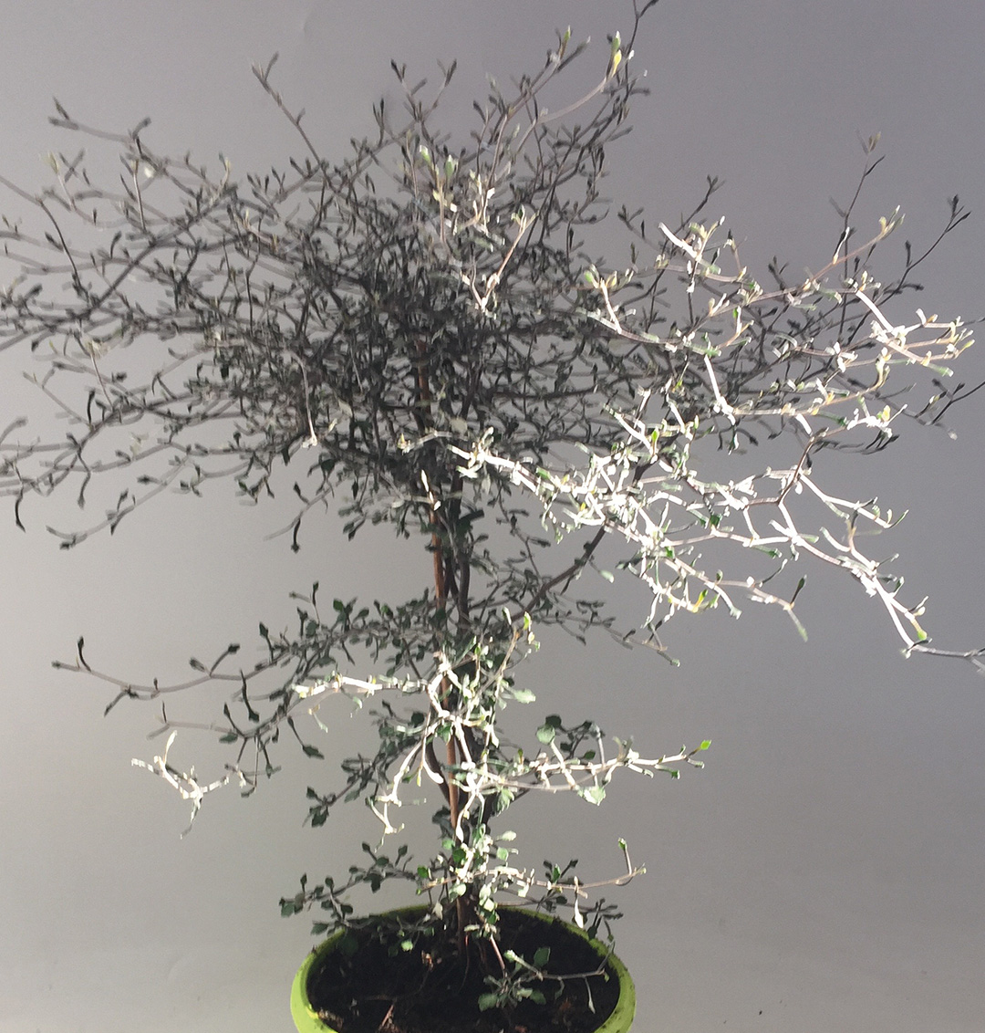 Corokia cotoneaster