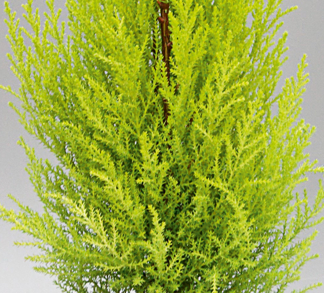 Cupressus macrocarpa Goldcrest ou Wilma