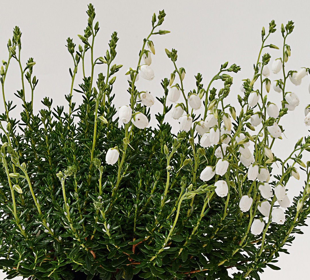 Daboecia cantabrica Alberta White