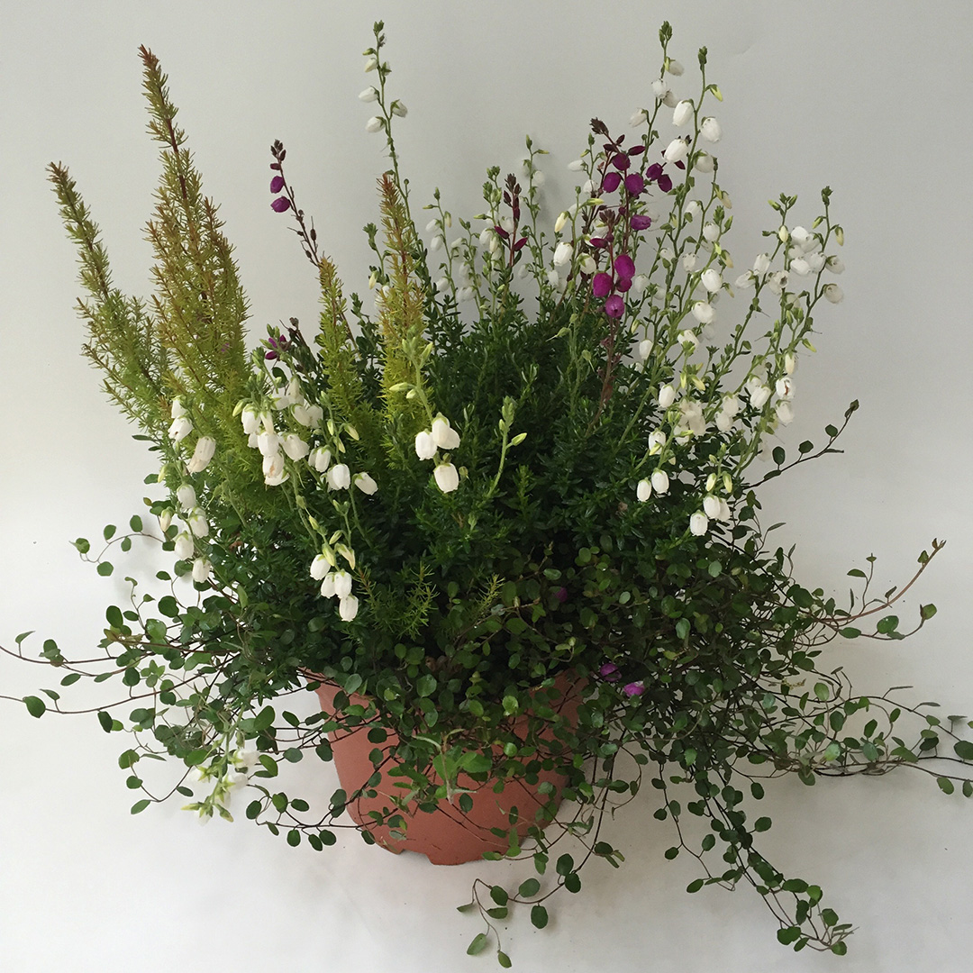 Daboecia - Erica arborea mix
