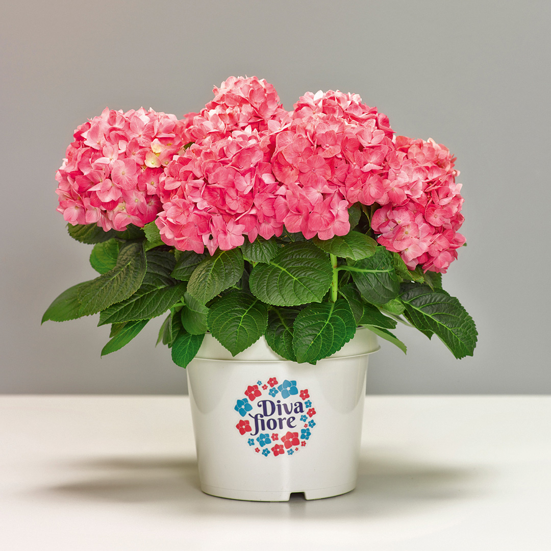 Hortensia remontant Diva fiore<sup>®</sup>