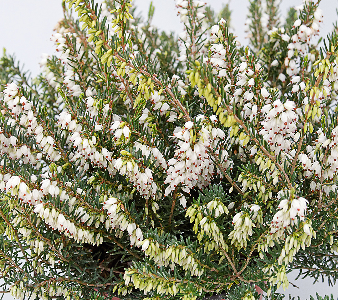 Erica carnea Kramer's Weiss