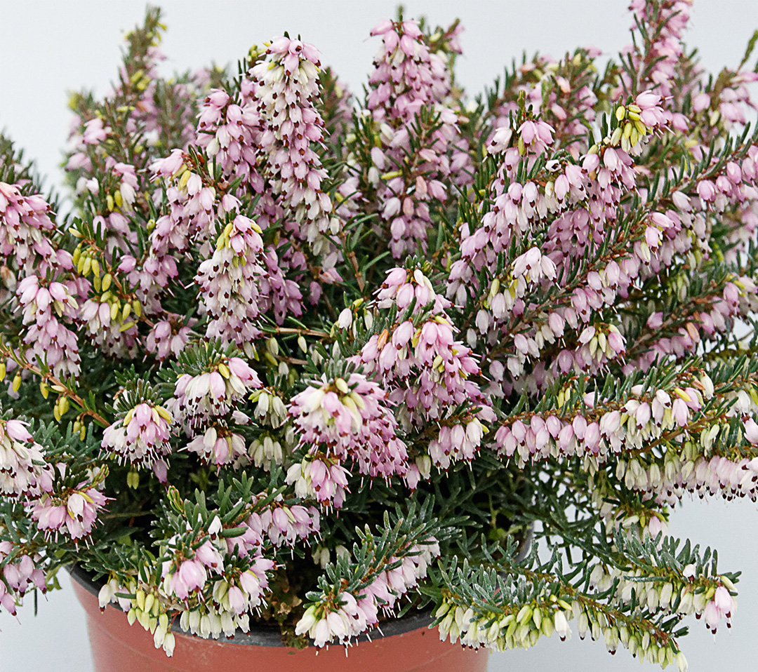 Erica x darleyensis rose