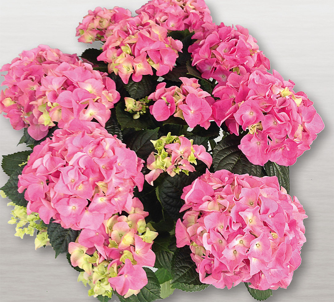 Hortensia Early<sup>®</sup> Rosa