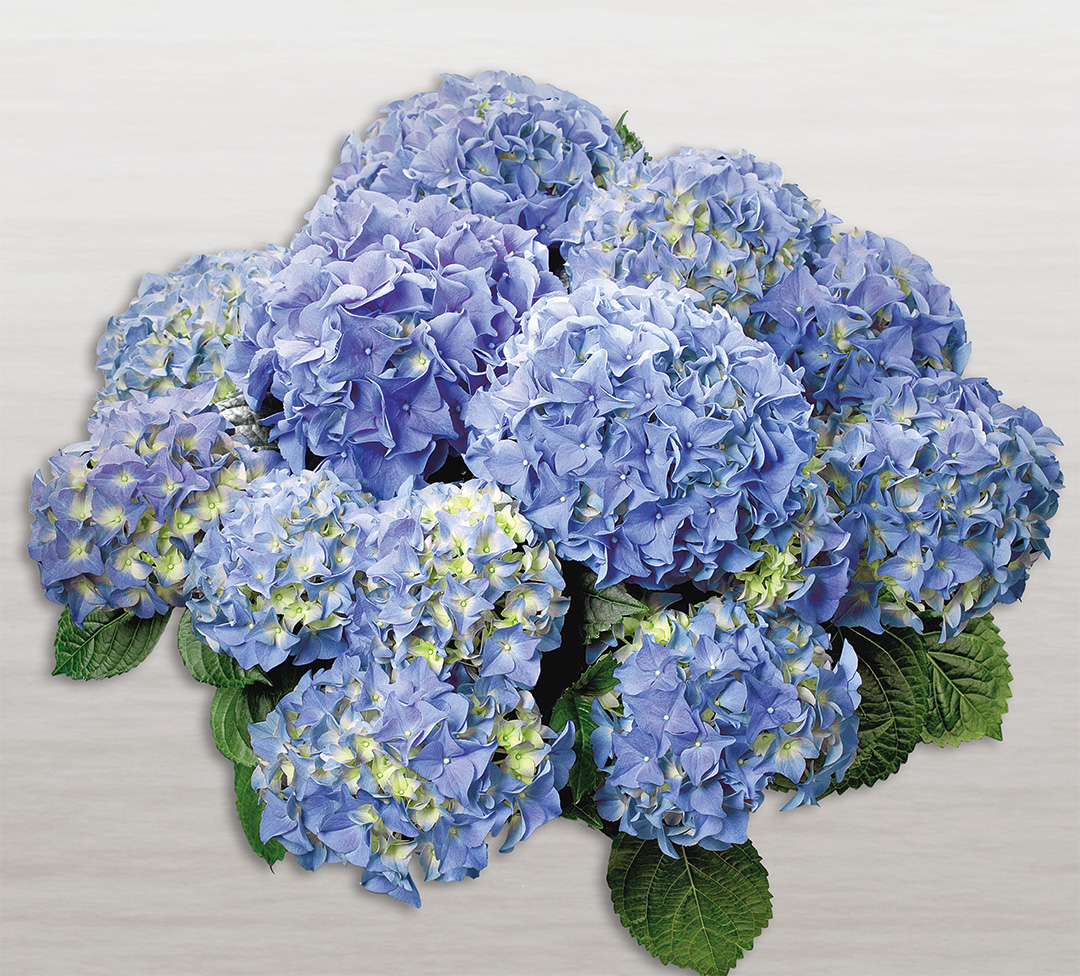 Hortensia Early<sup>®</sup> Blue