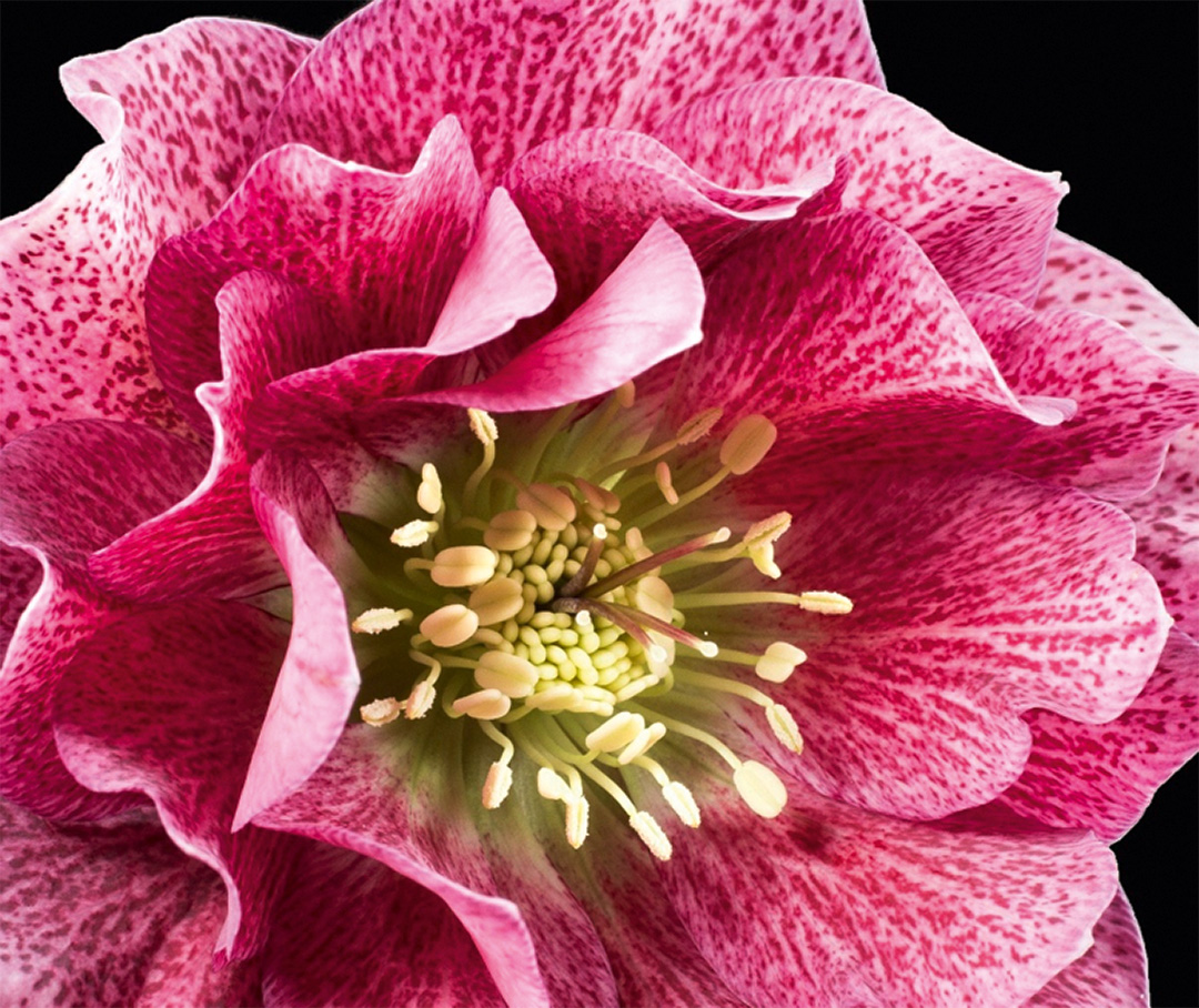 Helleborus SP Elly