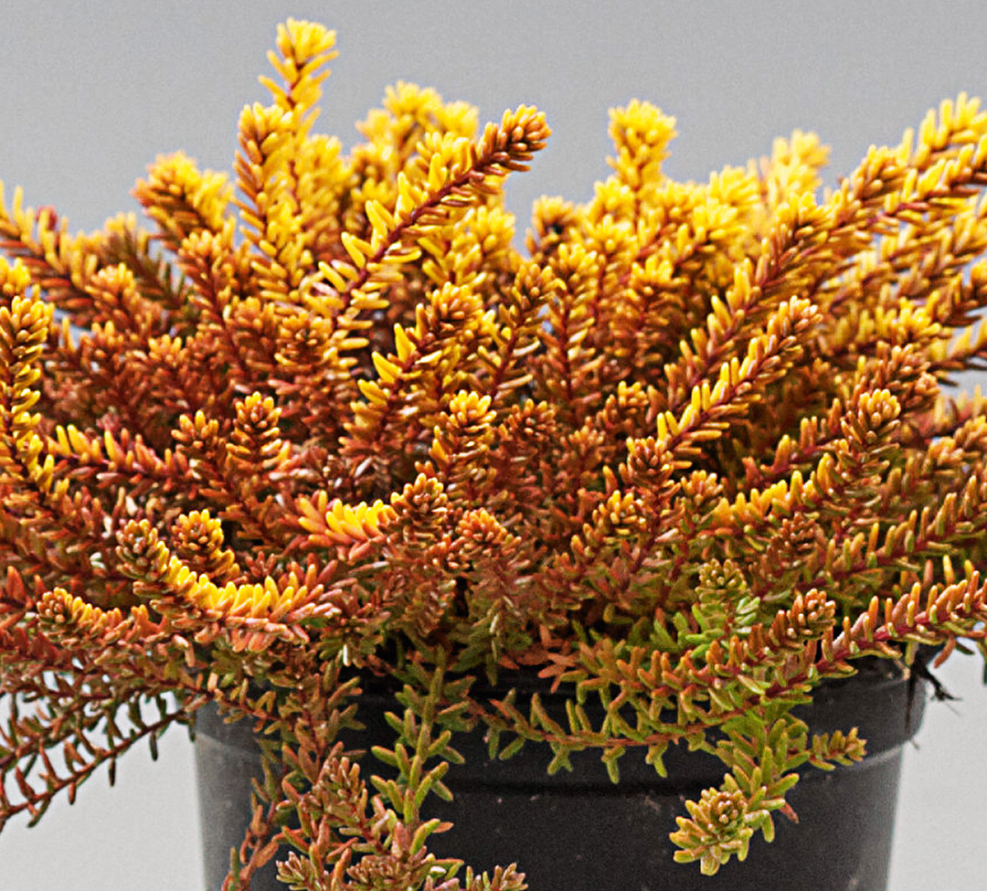 Empetrum Bernstein orange - fin d'hiver