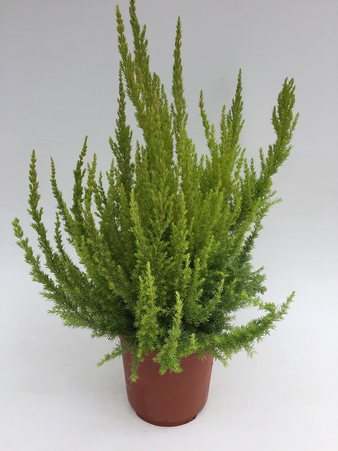 Erica arborea Sunshine
