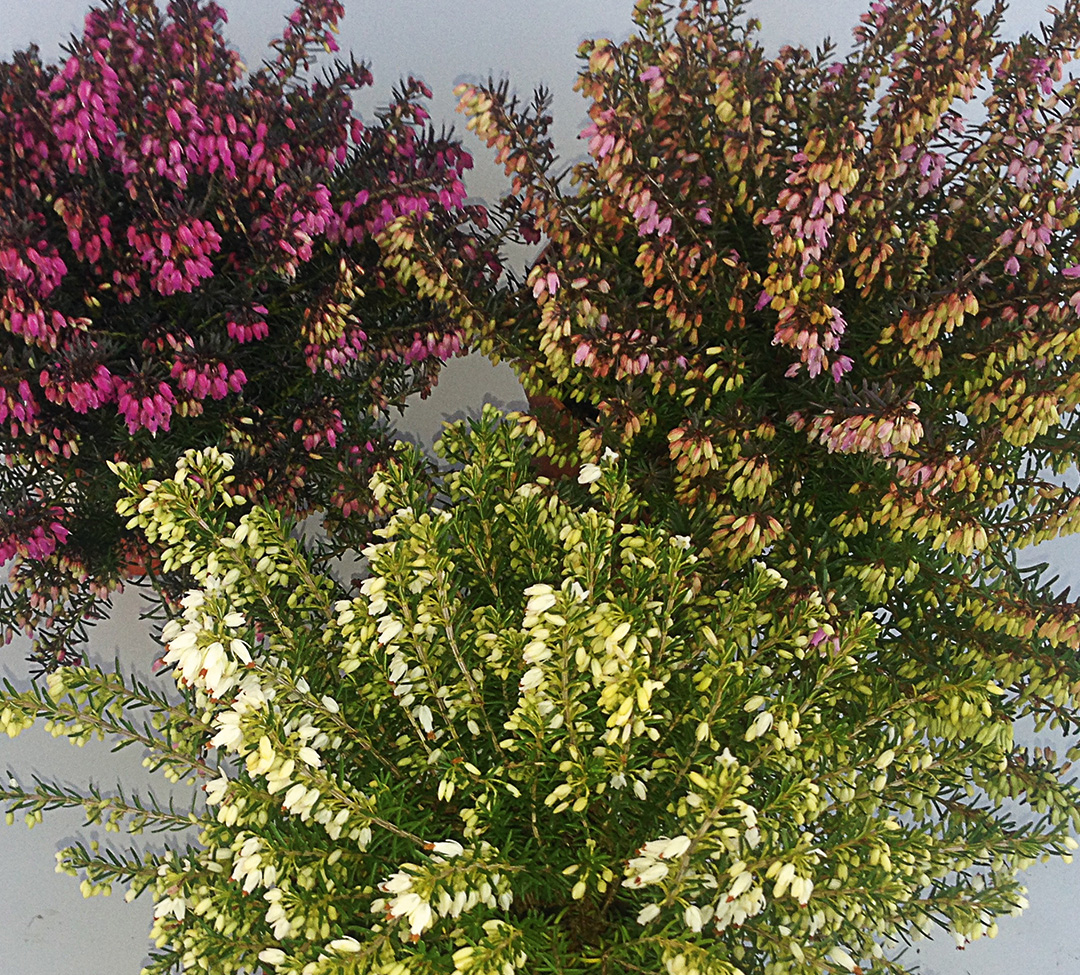 Erica carnea