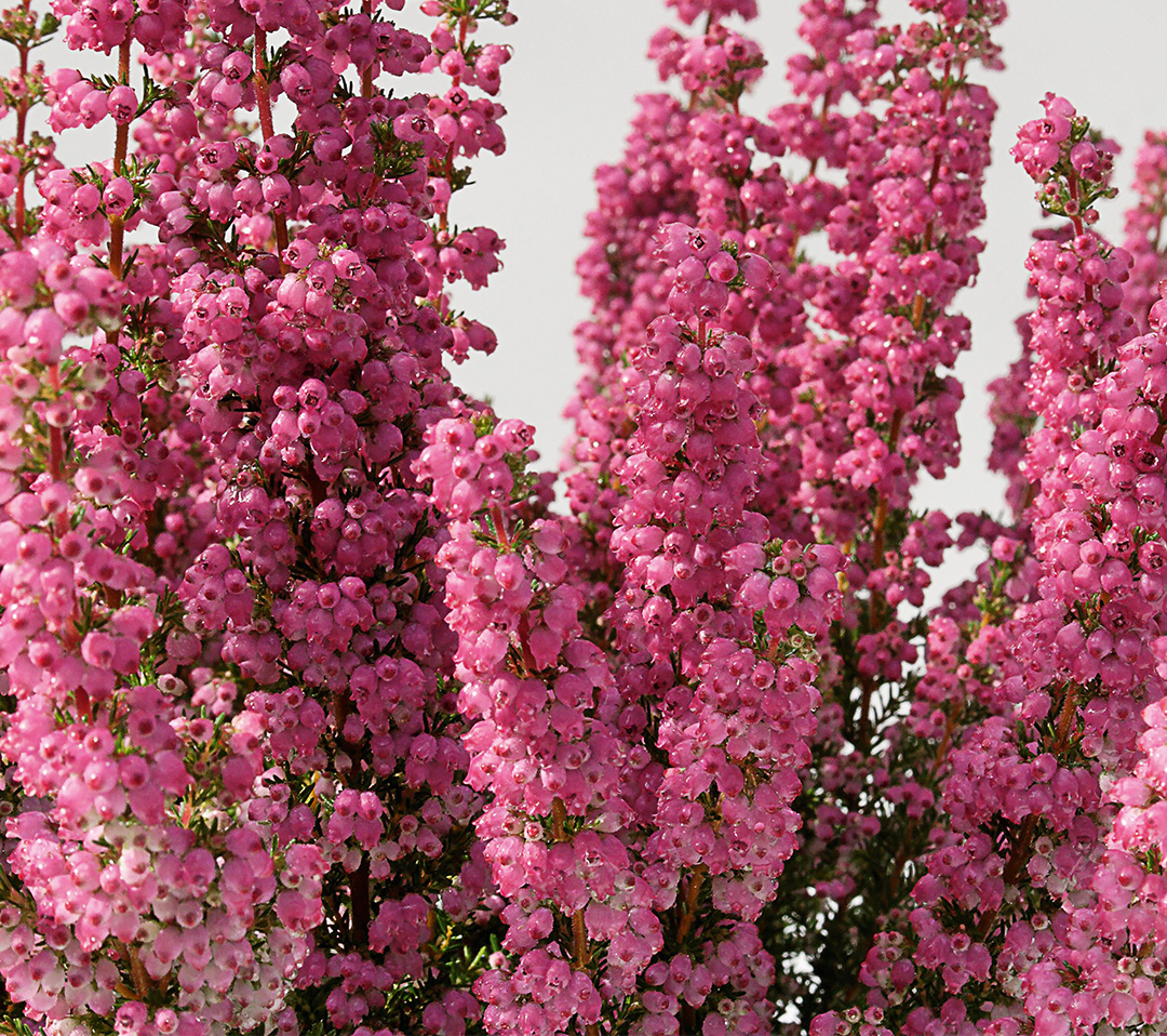 Erica gracilis Heidi's Florentineⓢ