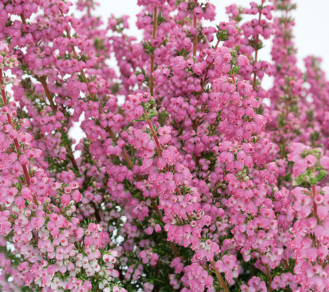 Erica gracilis Heidi's Liliⓢ