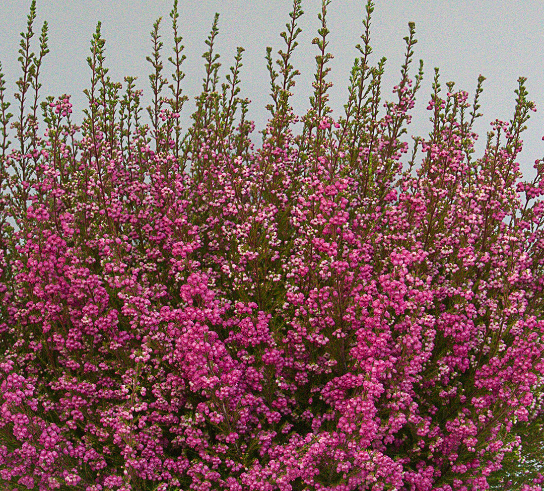 Erica gracilis WFW