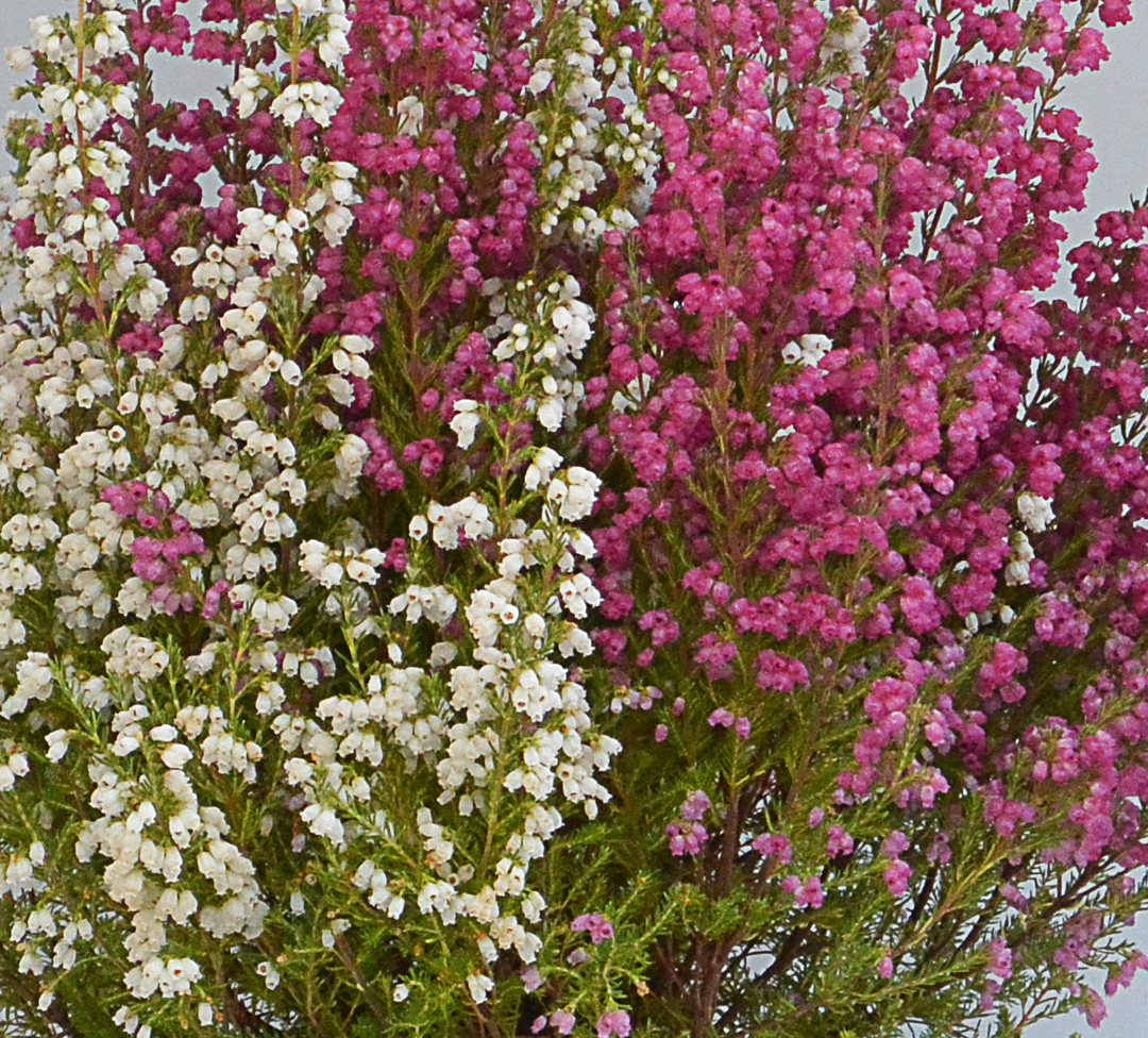 Erica gracilis bicolore