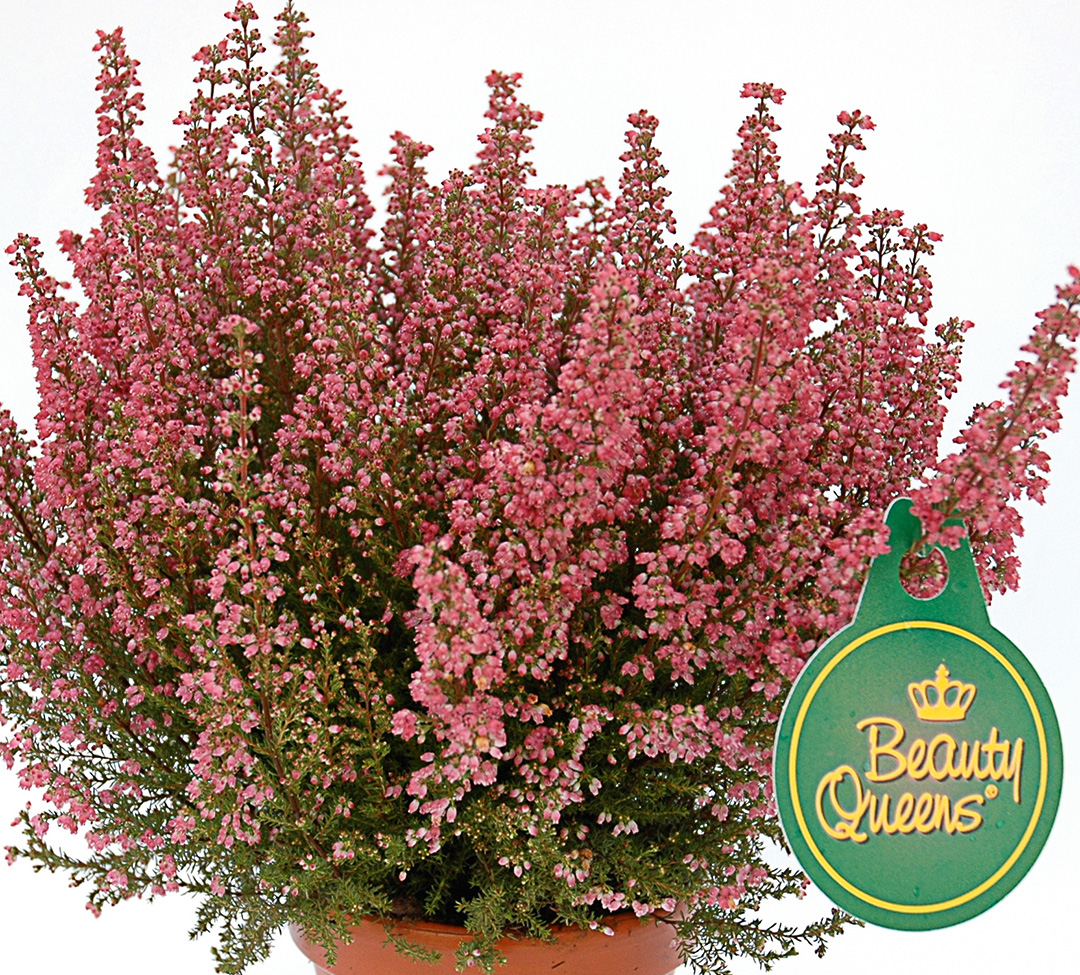 Erica gracilis Beauty Queen
