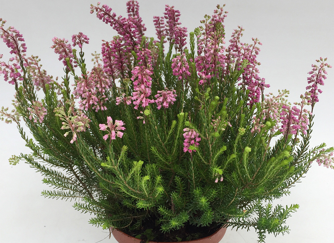 Erica spiculifolia