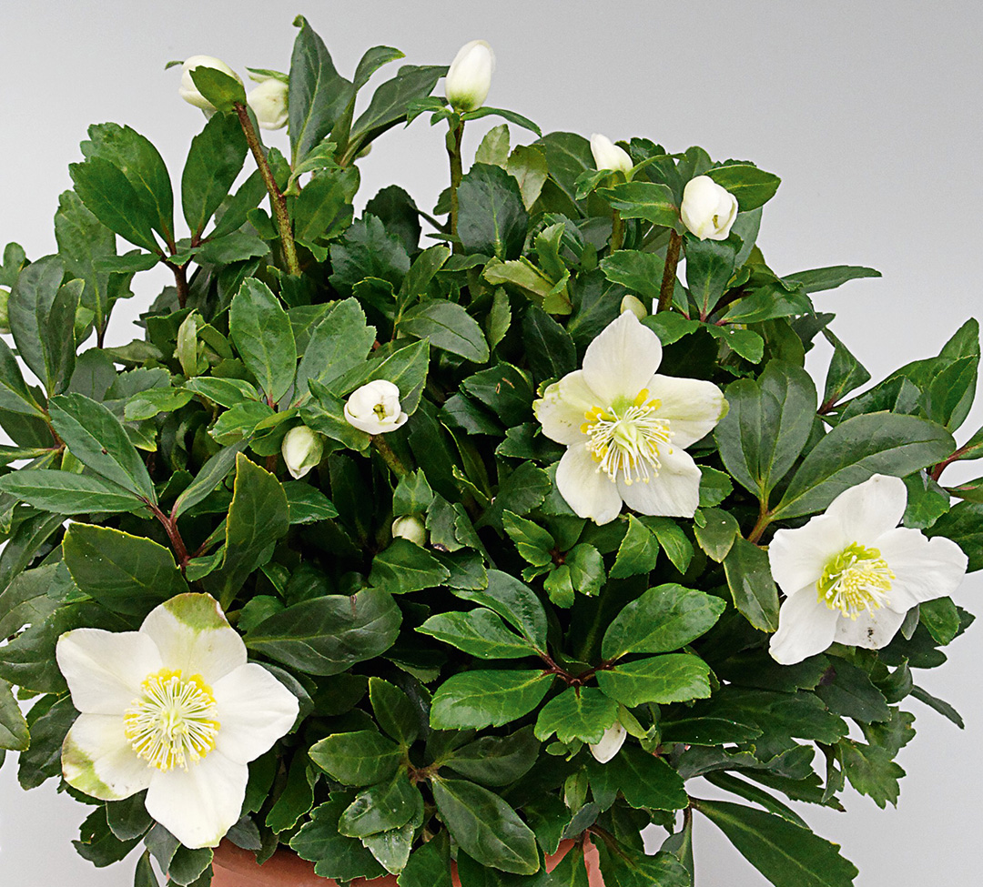 Helleborus HGC<sup>®</sup> Jakob Royal<sup>®</sup>