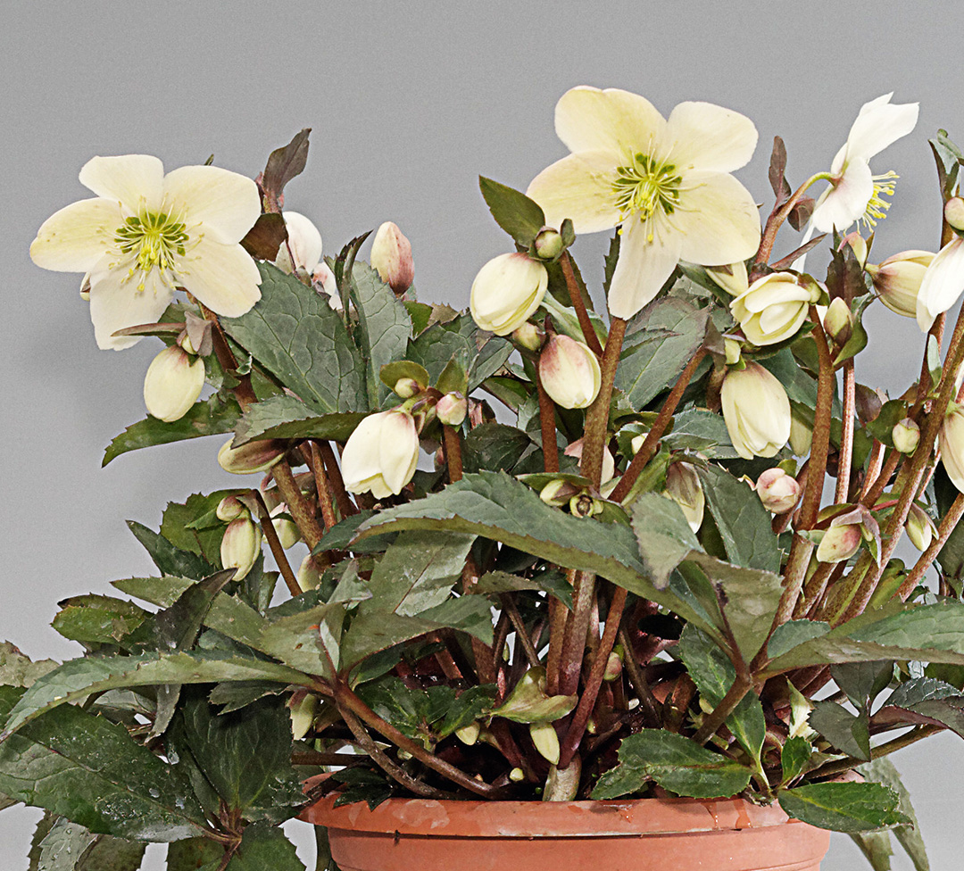 Helleborus HGC<sup>®</sup> Snow Dance<sup>®</sup>
