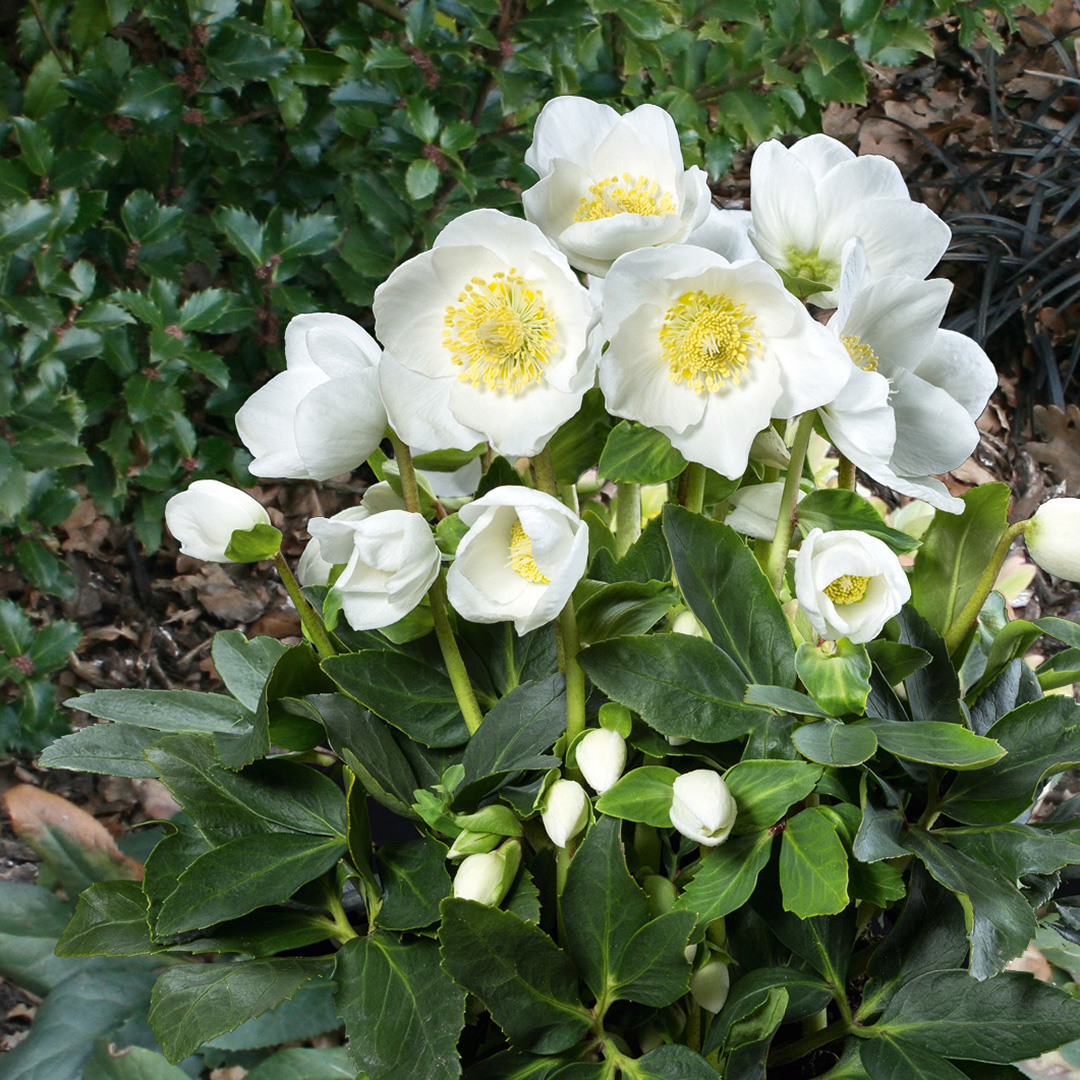 Helleborus Gold Collection Jubelio<sup>®</sup>