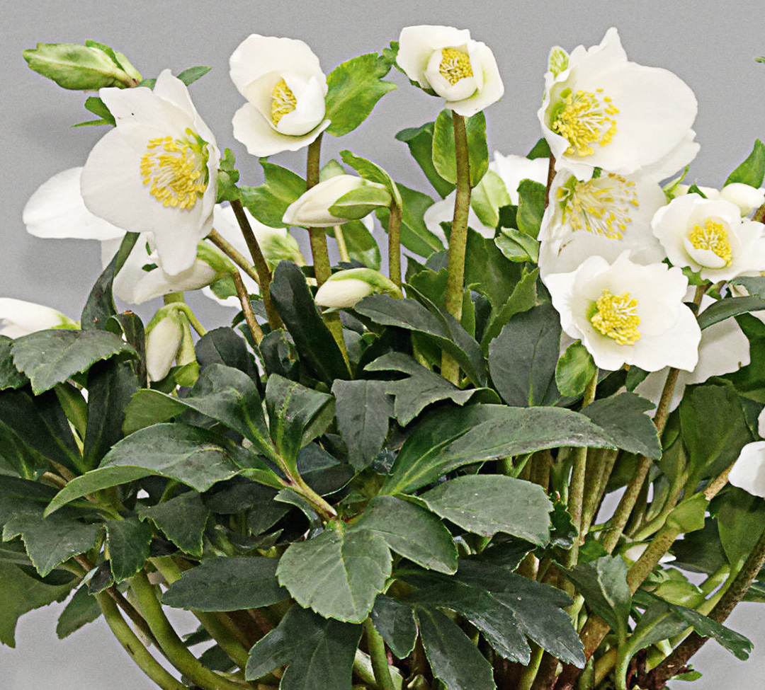 Helleborus Gold Collection Joel<sup>®</sup>