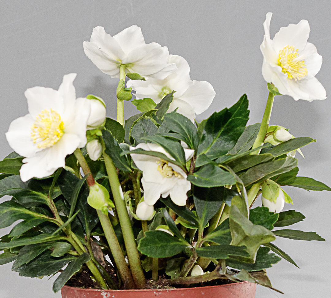 Helleborus Gold Collection Diva<sup>®</sup>
