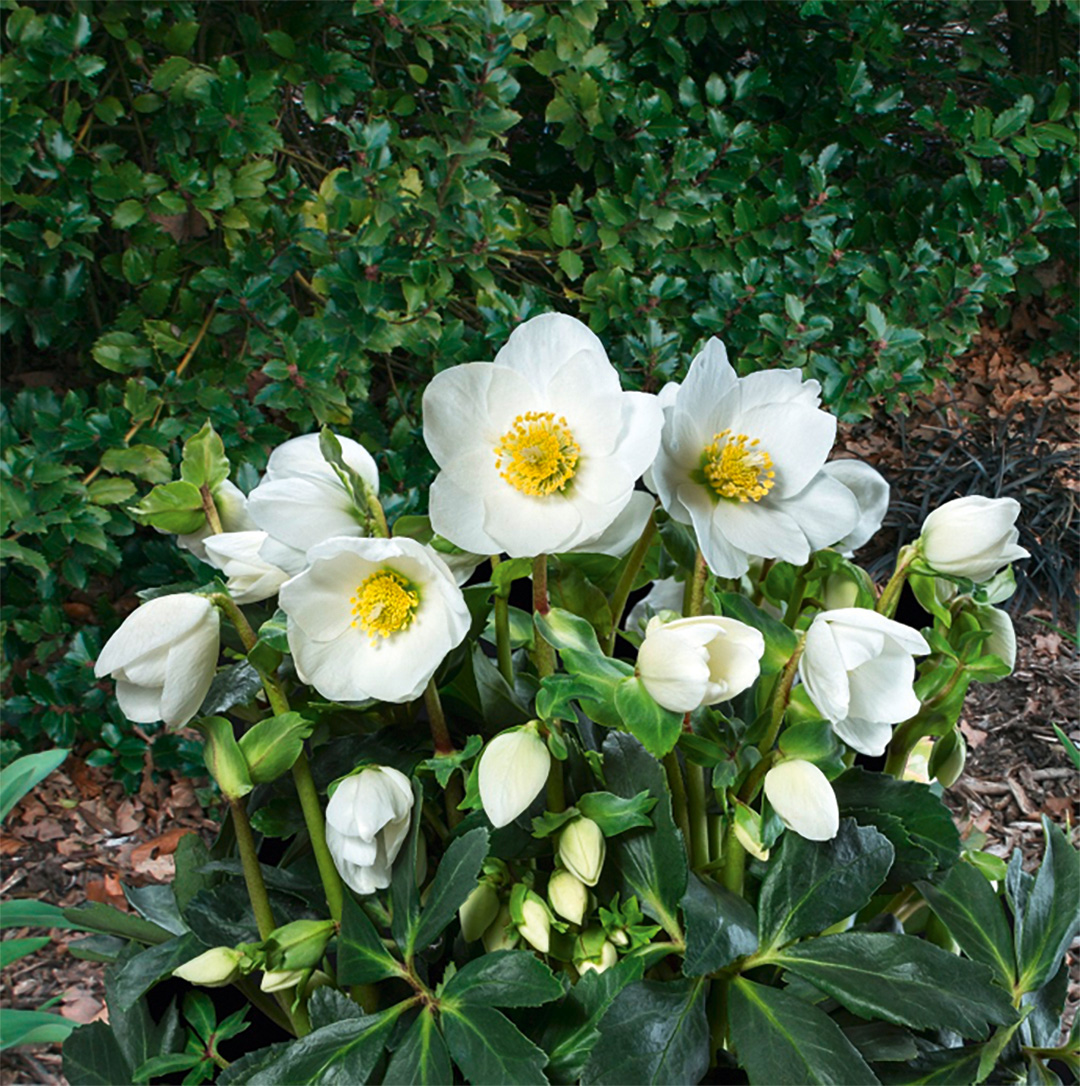 Helleborus Gold Collection Jasper<sup>®</sup>