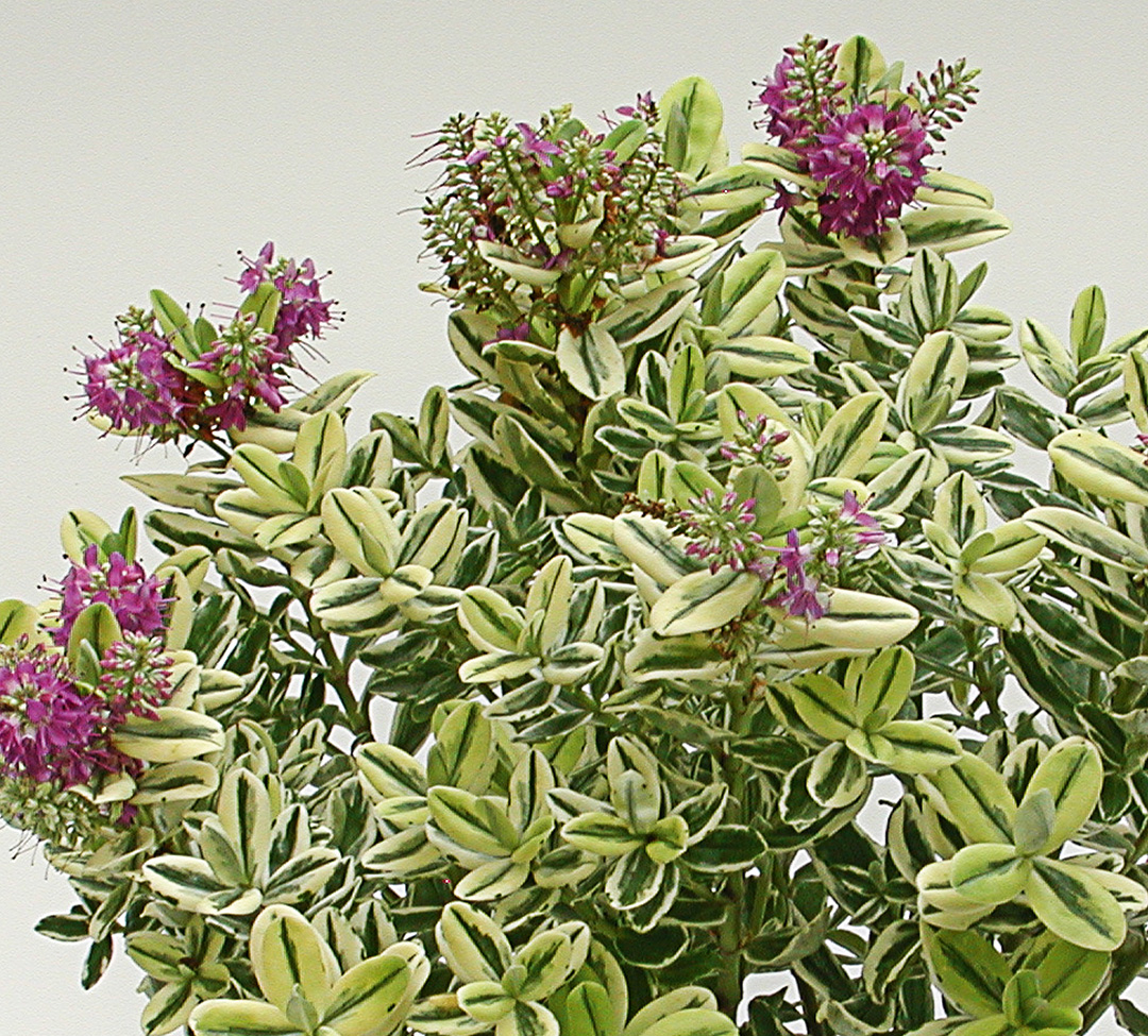 Hebe andersonii panaché/bunt