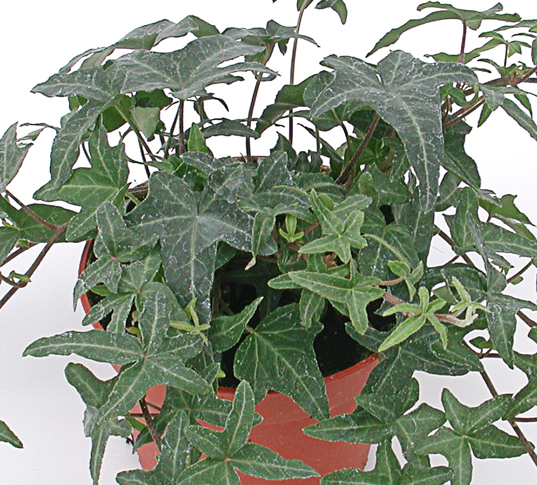Hedera helix Hibernica
