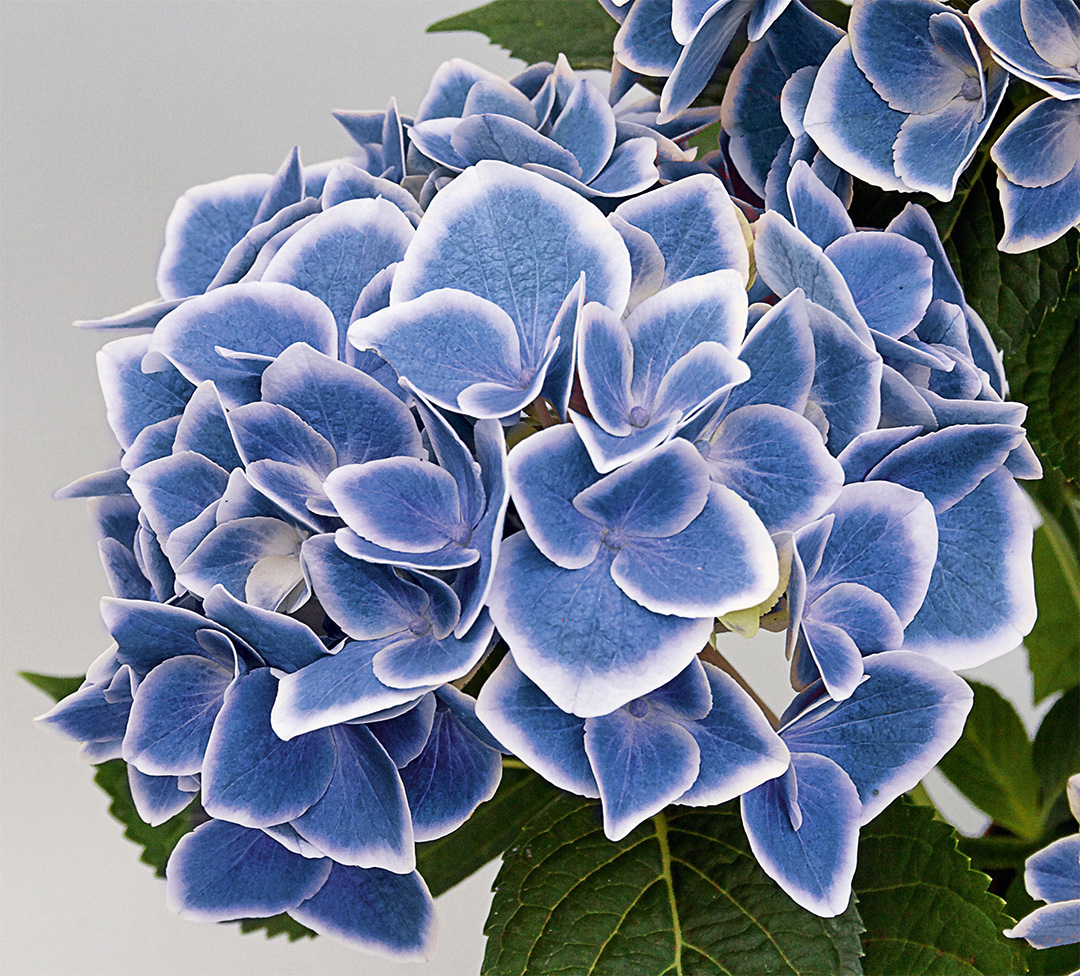 Hortensia Candy Hearts Blue