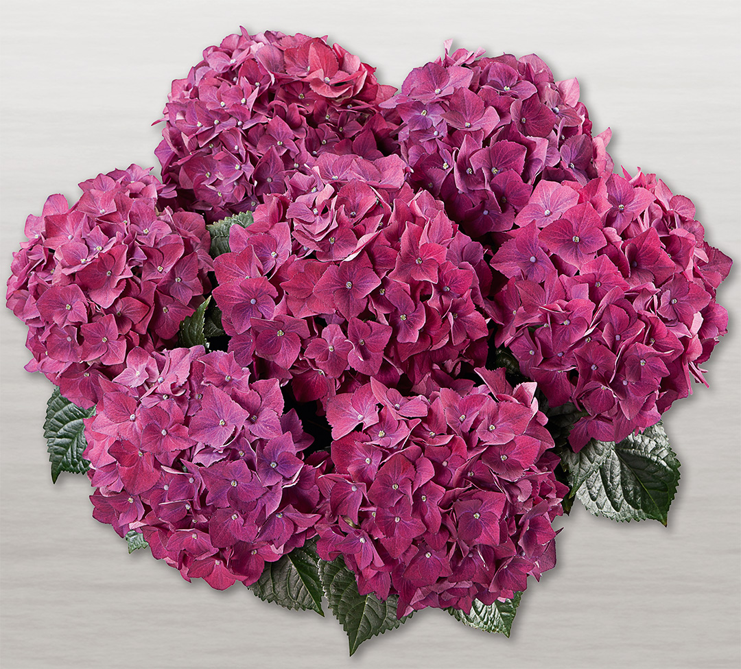 Hortensia Hot Red Lila