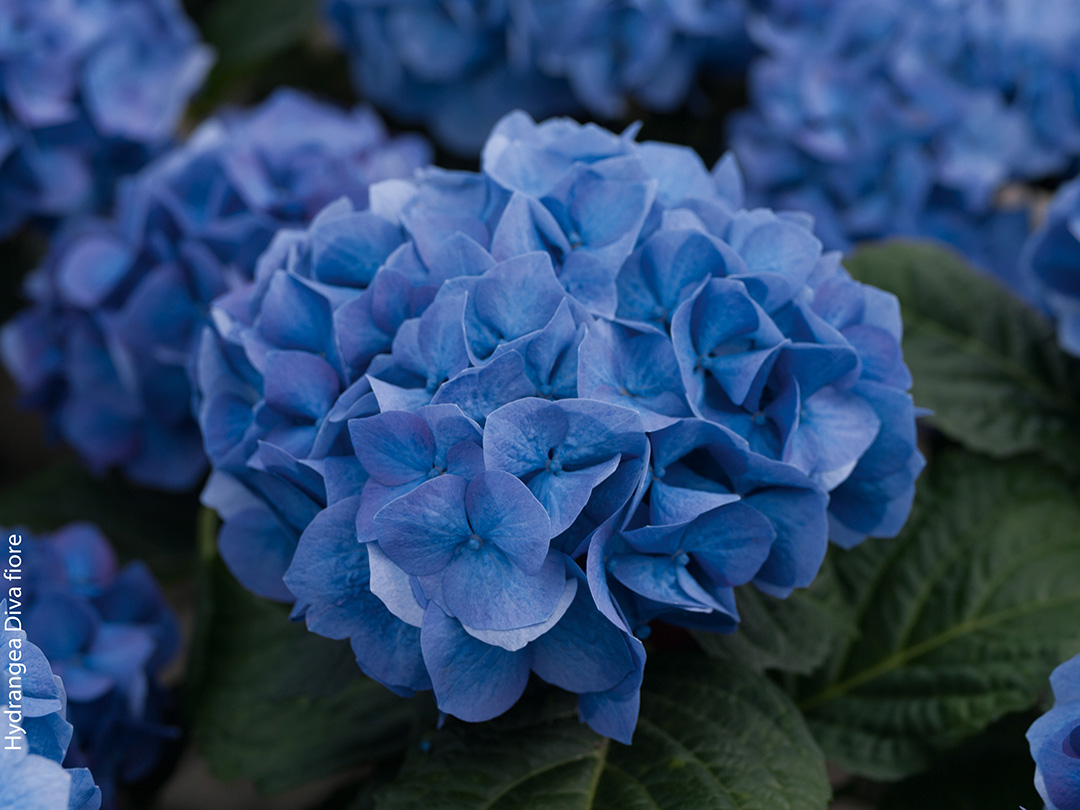 Hortensia remontant Diva fiore<sup>®</sup> Bleu