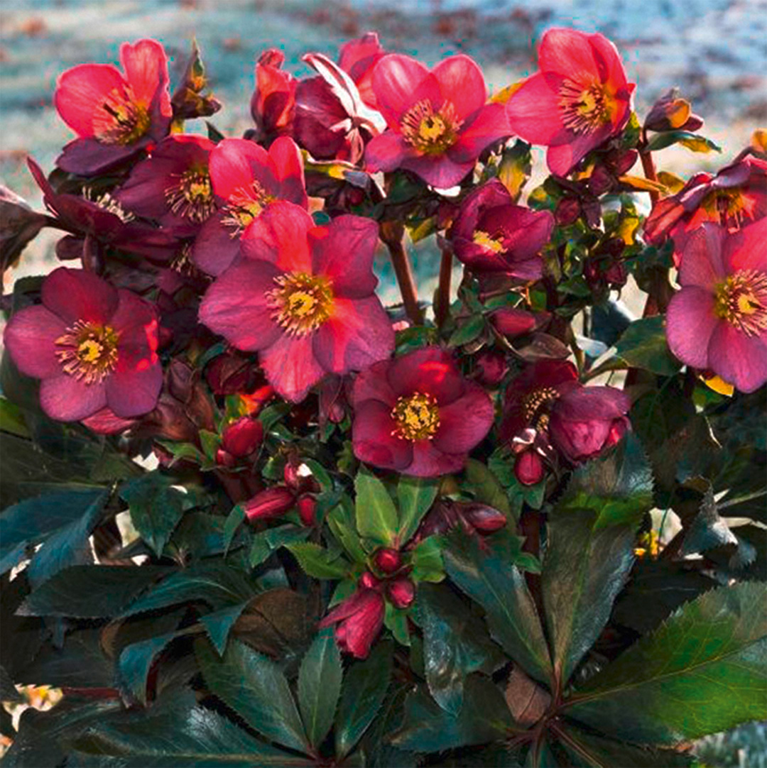 Helleborus HGC<sup>®</sup> Ice N'Roses<sup>®</sup> Red