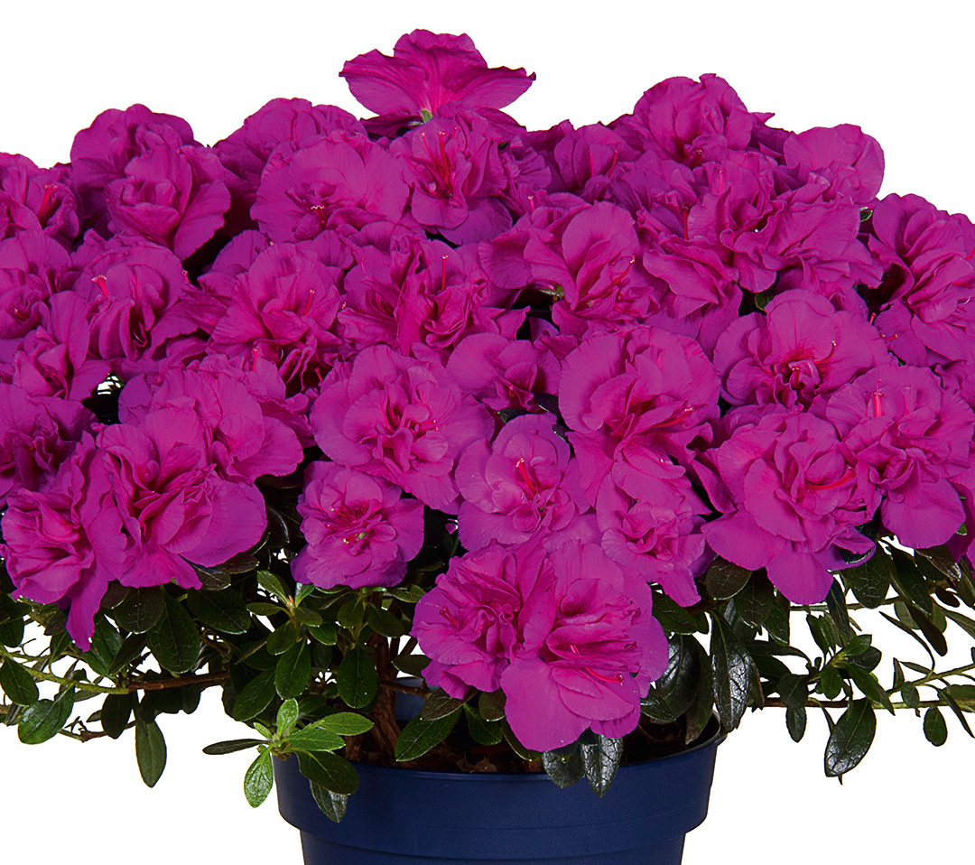 Azalée Christine Lady Violet