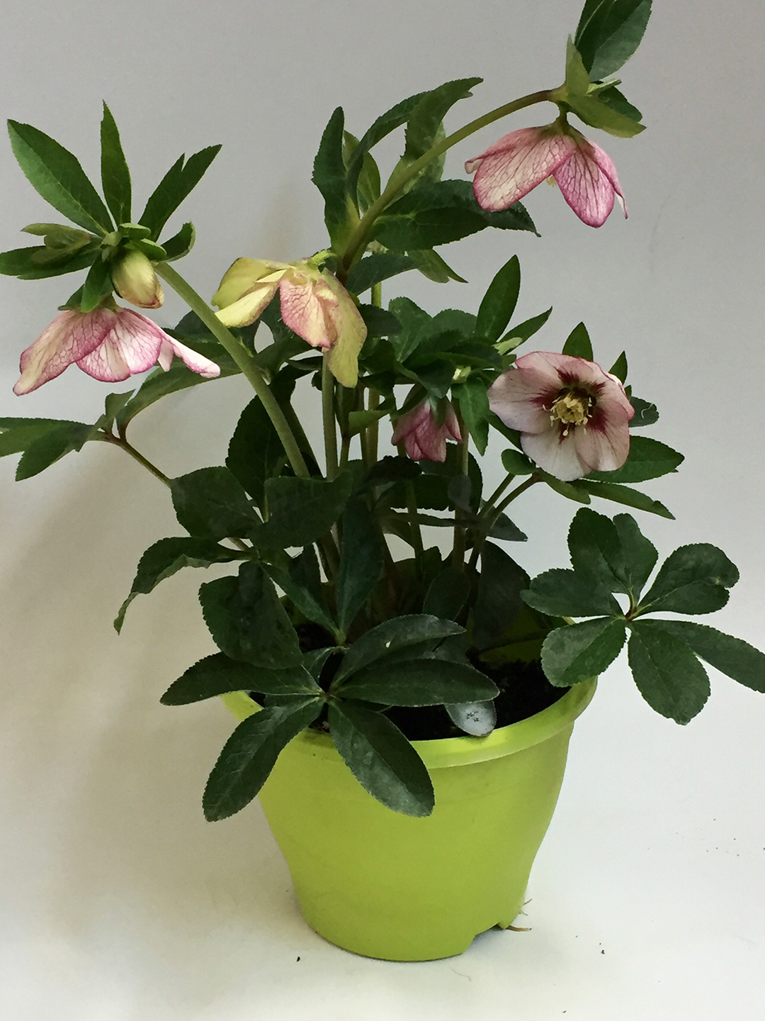 Helleborus orientalis Painted Bunting