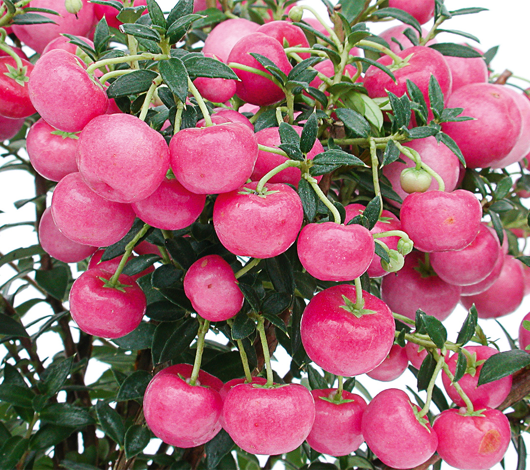Pernettya mucronata Baies