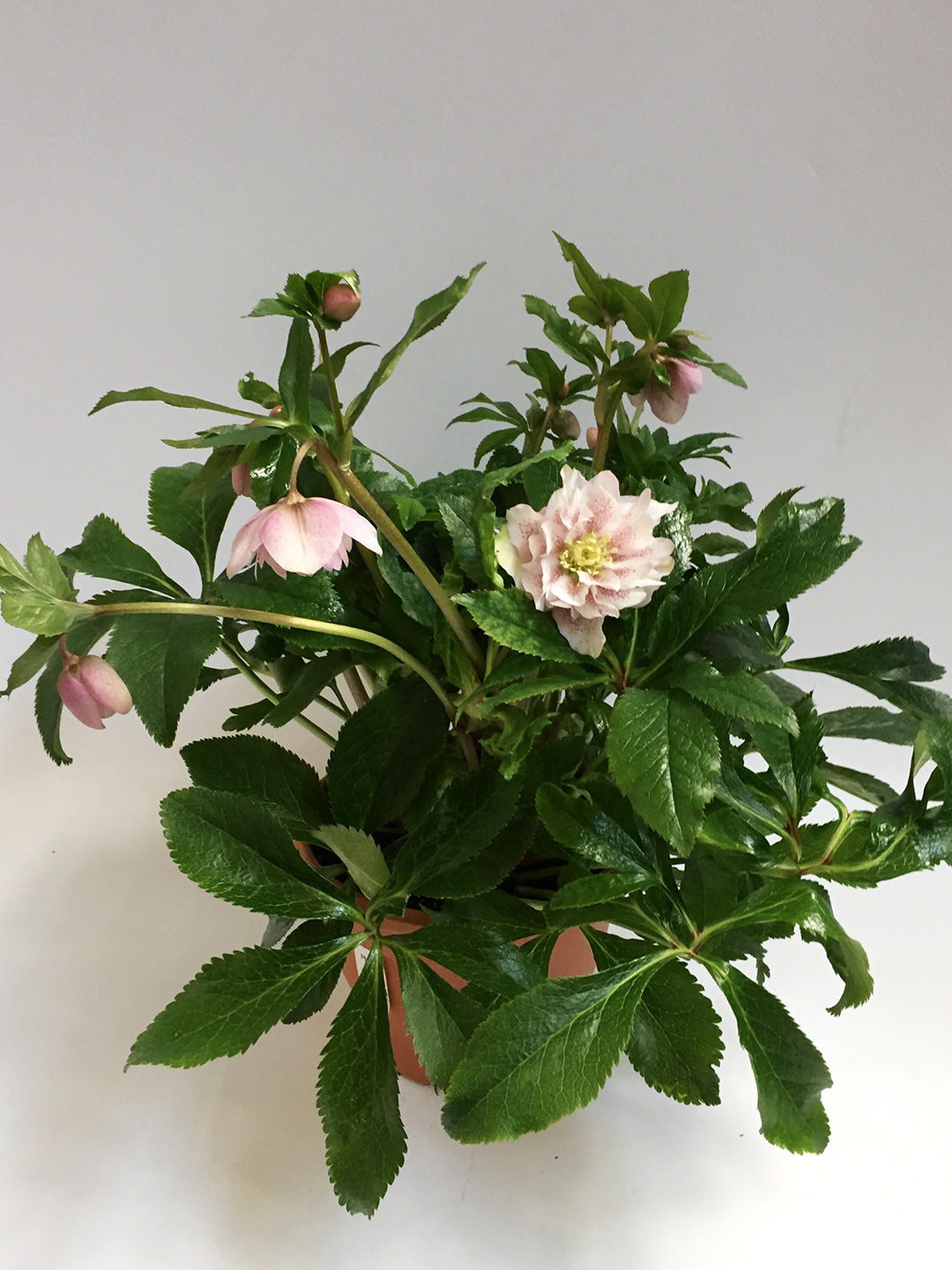 Helleborus orientalis Phoebe