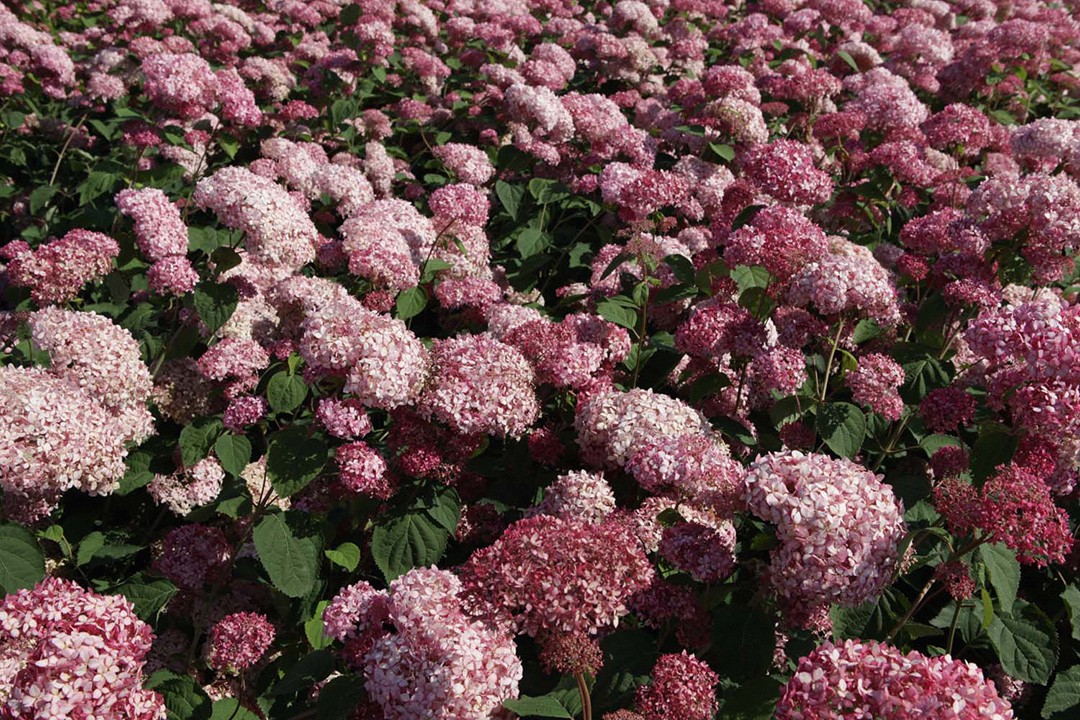 Hydrangea Arborescens Pink Annabelle<sup>®</sup>
