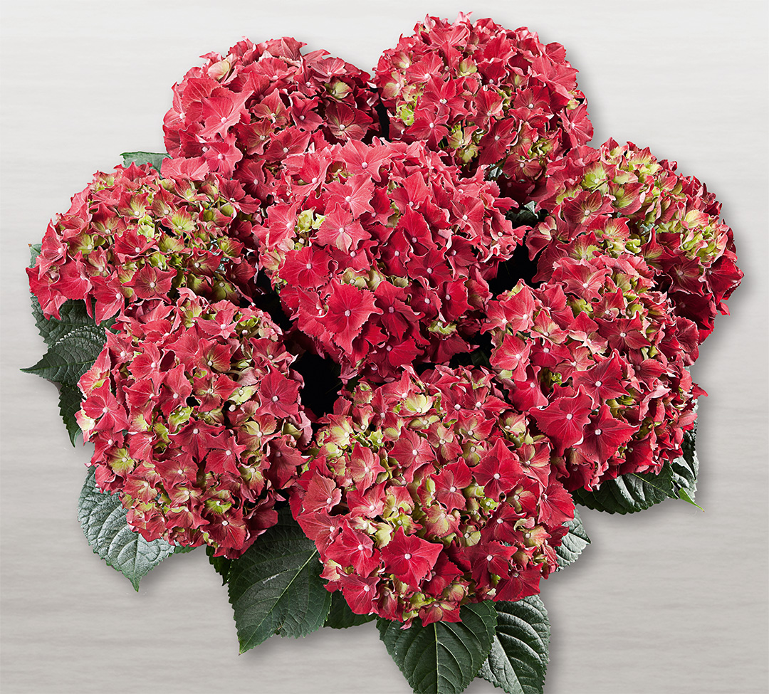 Hortensia Royal Red