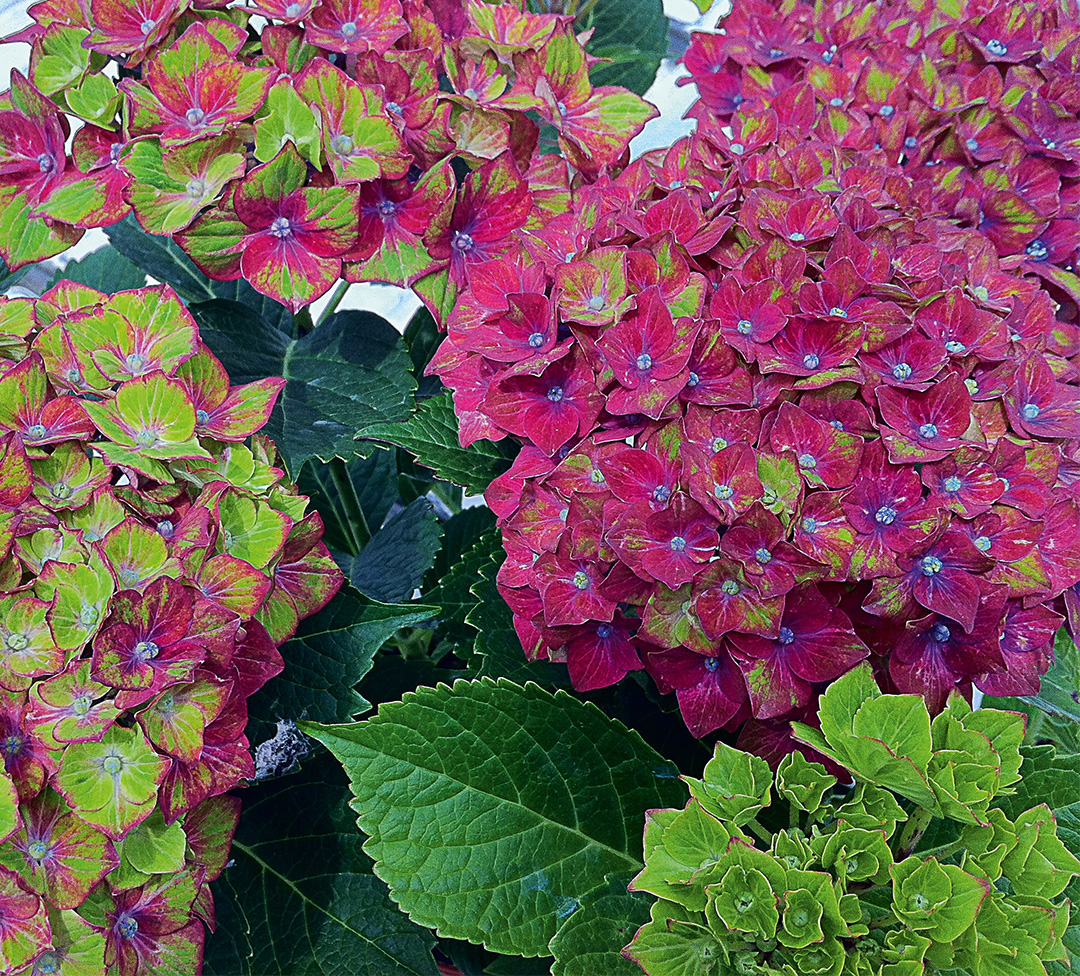 Hortensia Saxon<sup>®</sup> Schloss Wackerbarth