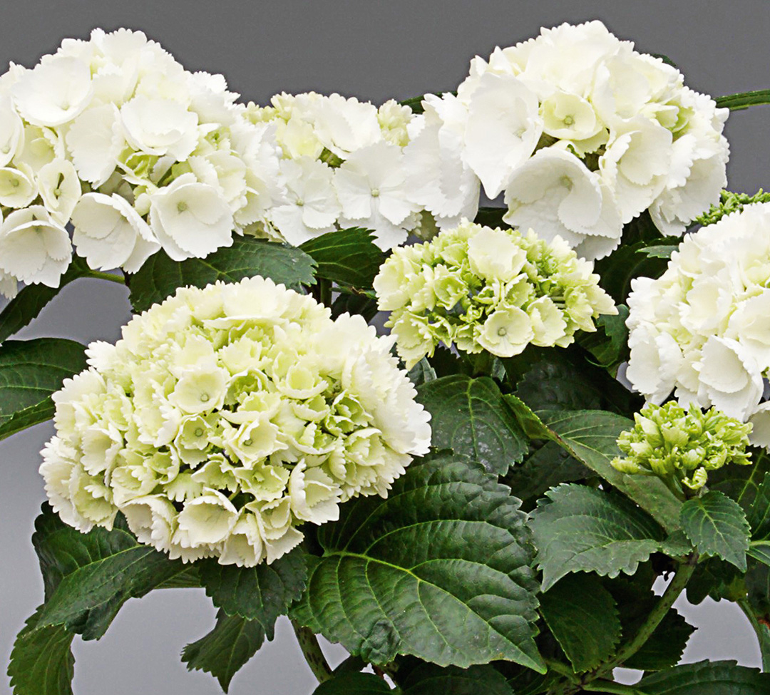 Hortensia Saxon<sup>®</sup> Schneeball