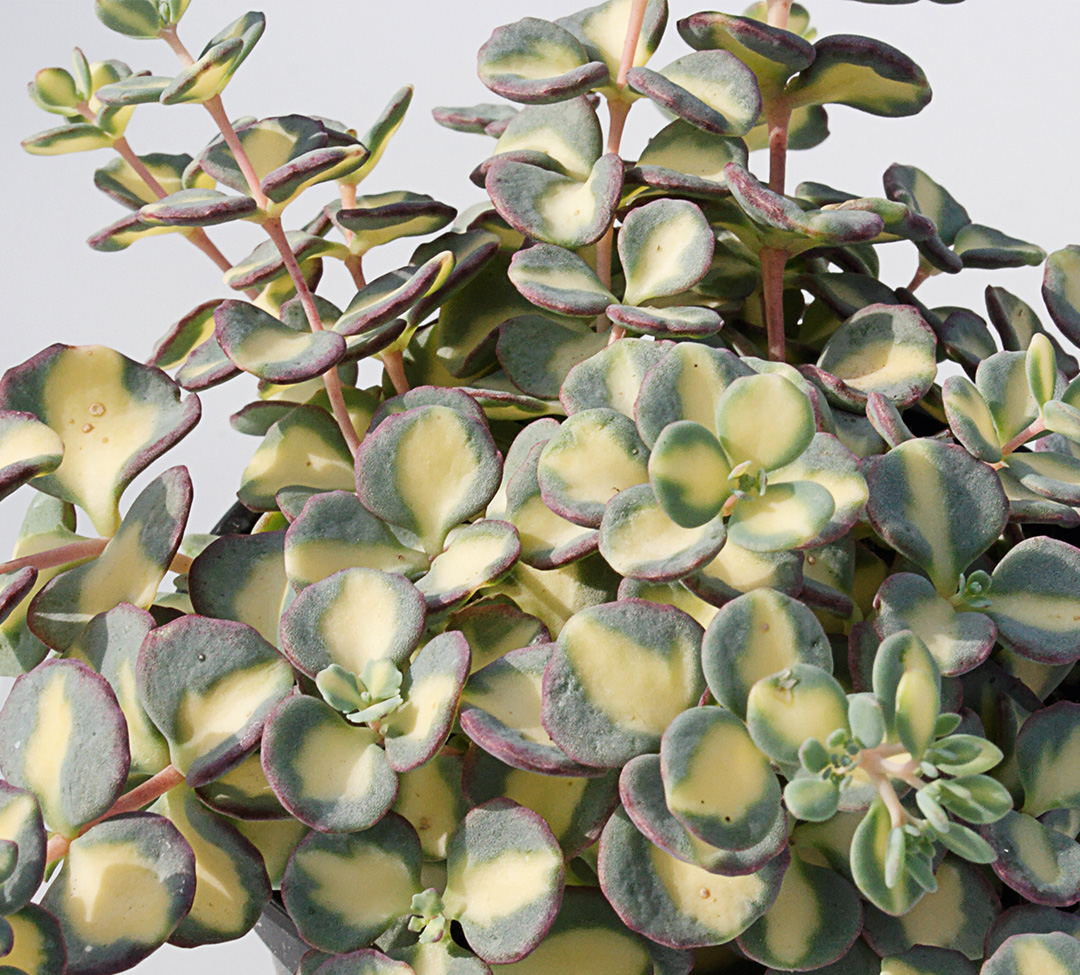 Sedum sieboldii bunt