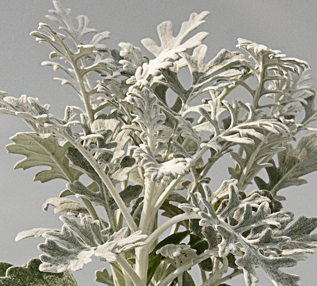 Senecio cineraria