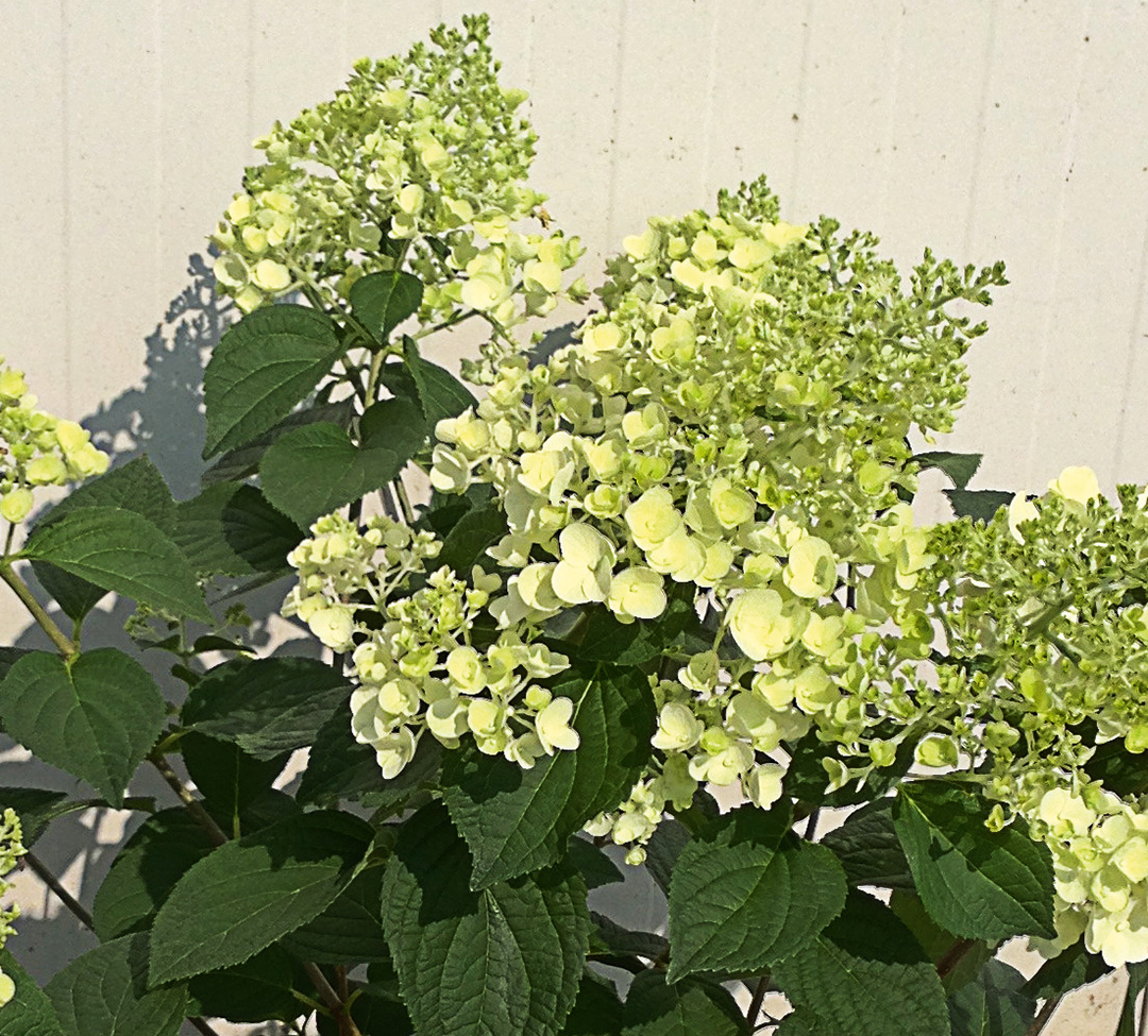 Hydrangea paniculata Sunday Fraise<sup>®</sup>