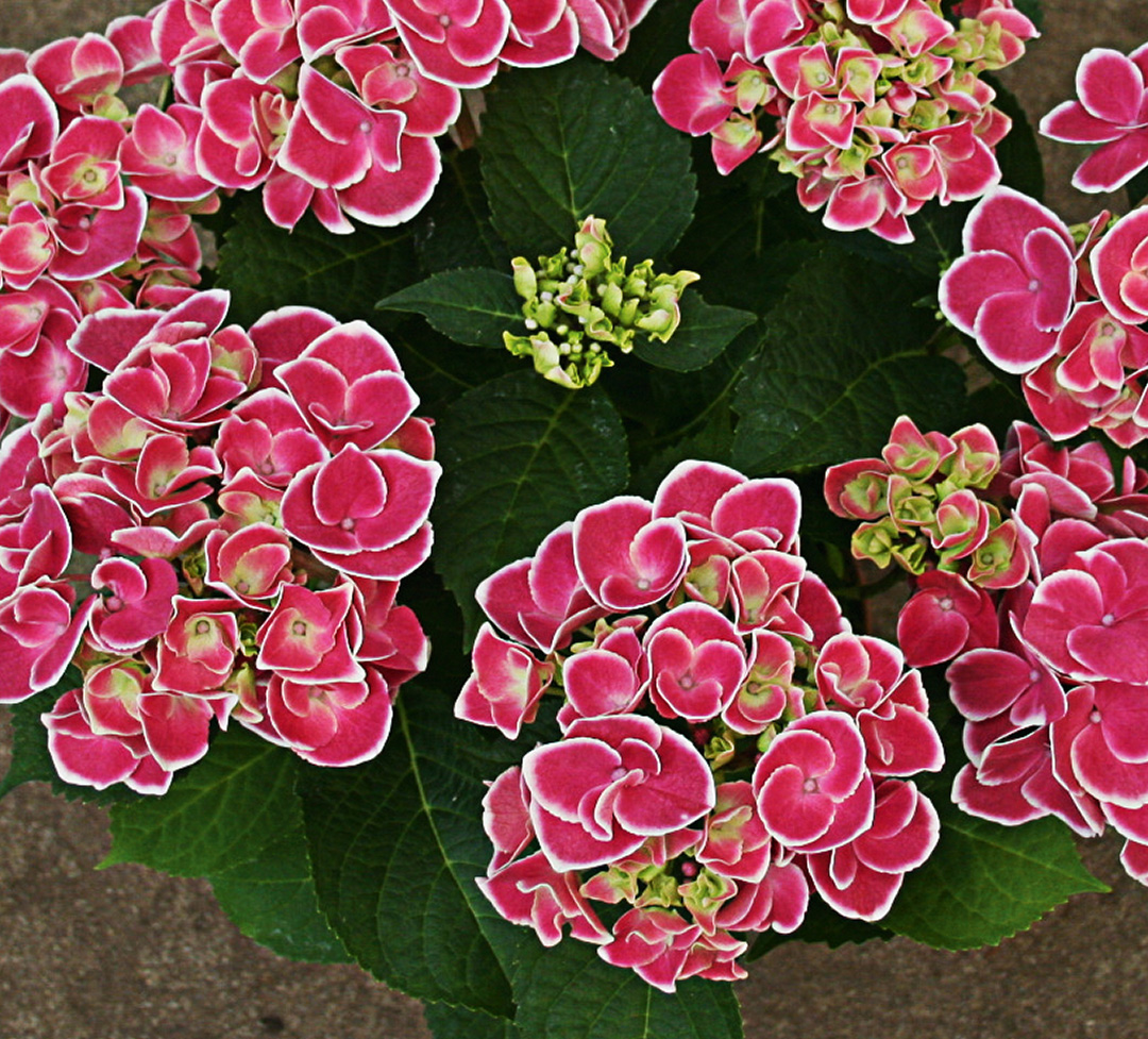 Hortensia Candy Heart Pink