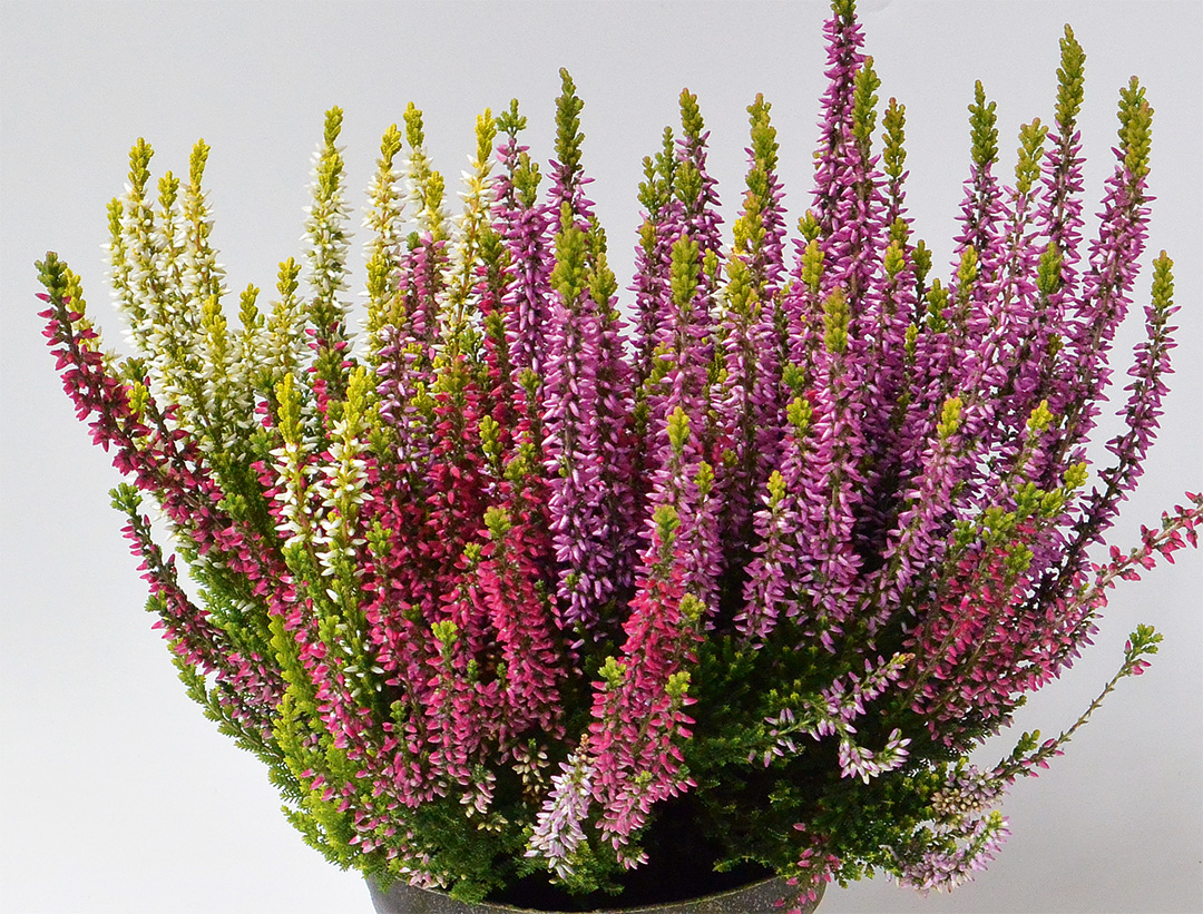 Calluna Trio Milca weiss