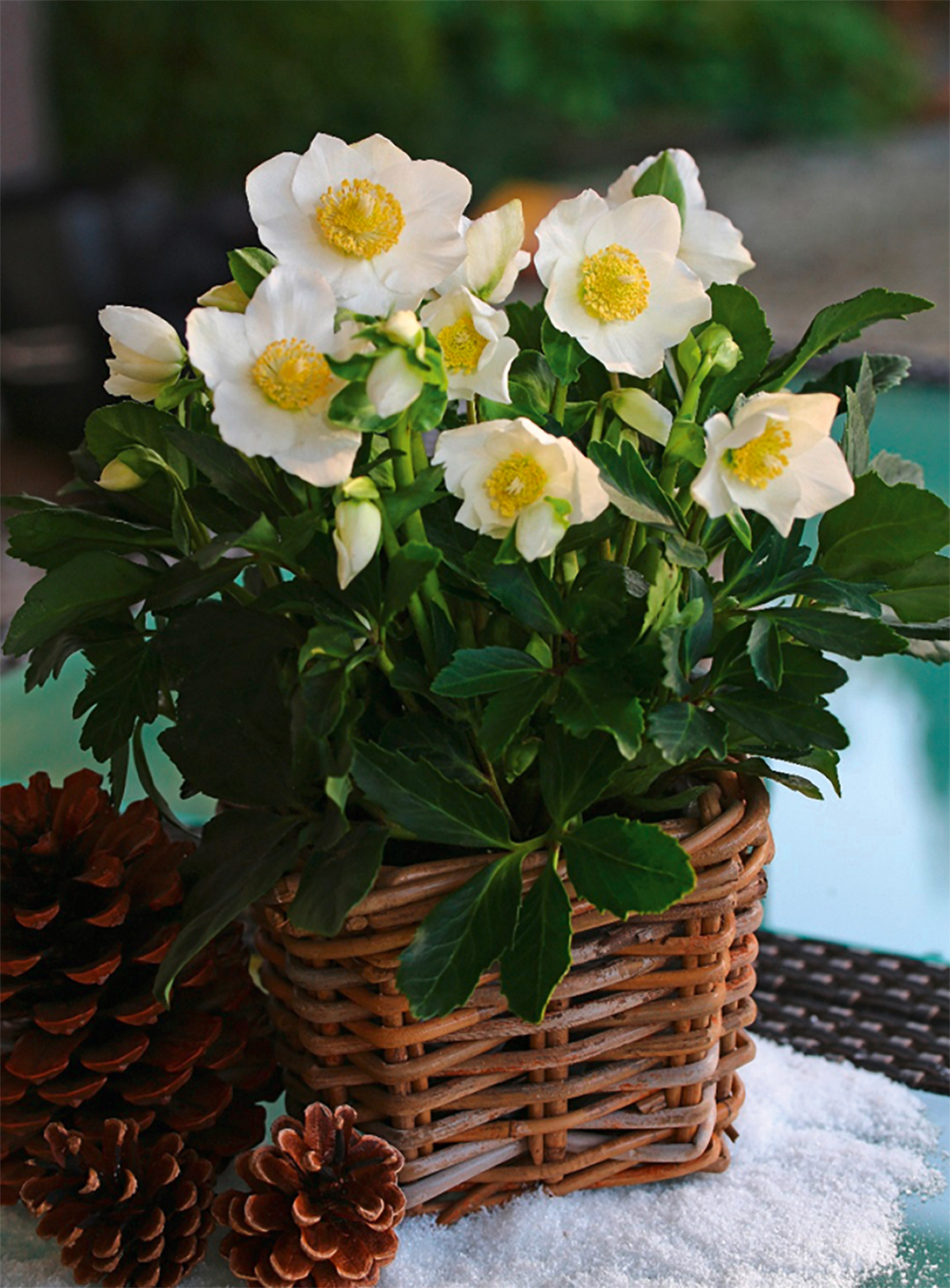 Helleborus Gold Collection Wintergold<sup>®</sup>
